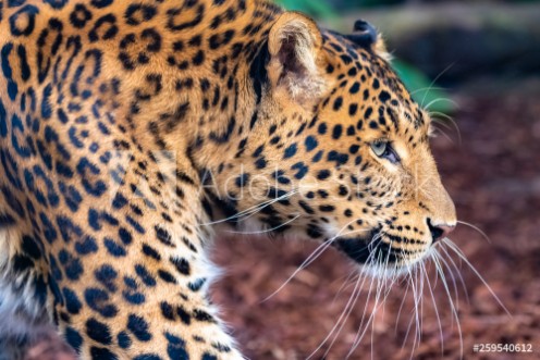 Afbeeldingen van Leopard a beautiful panther portrait of profile